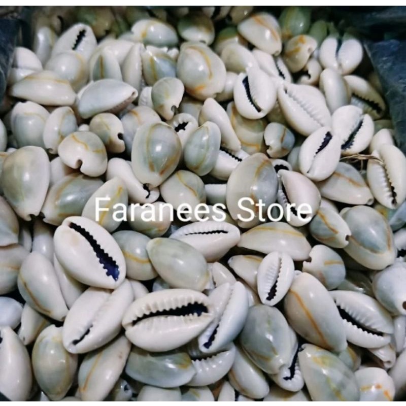 KERANG CONGKLAK/DAKON/KERANG ASLI