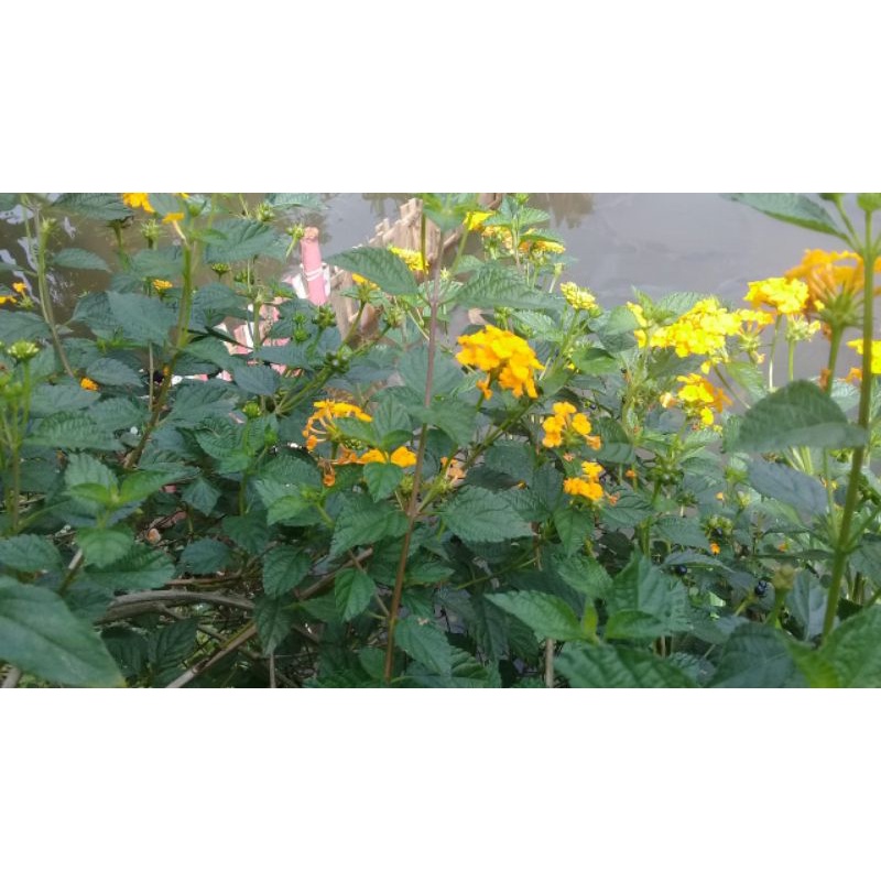 

Daun lantana mikro 100 gram segar