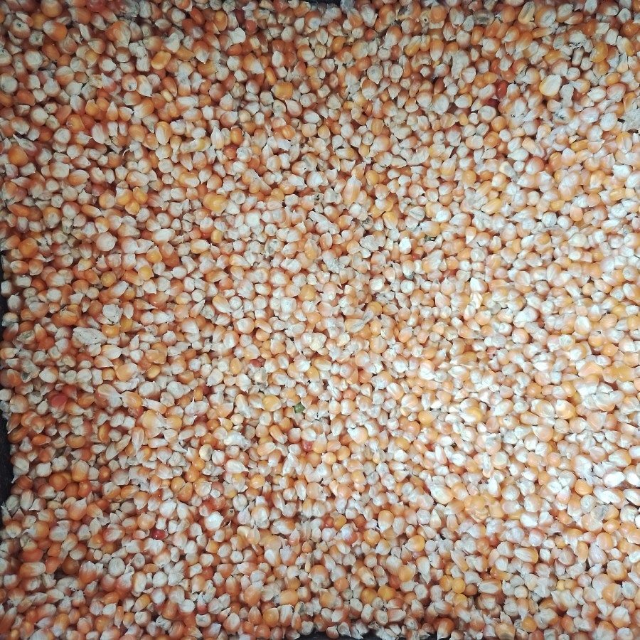 

Jagung Biji curah - 1000 gram (1 kg)