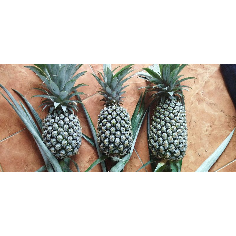 

NANAS HIJAU