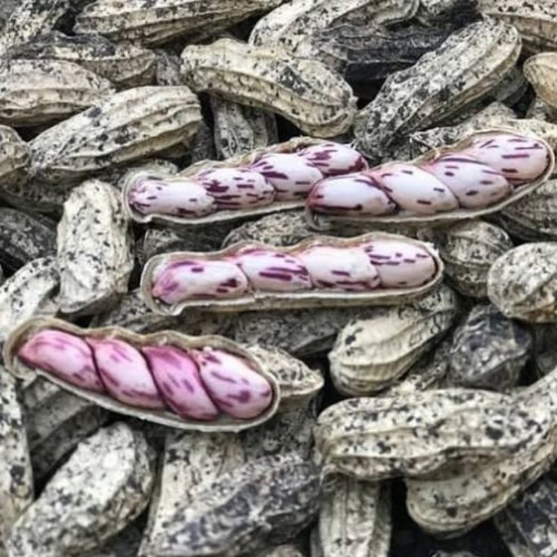 

kacang tanah lirik/kacang manis