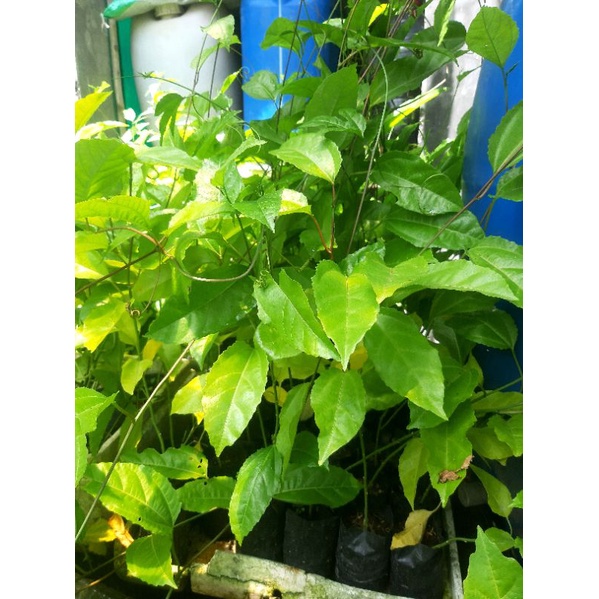 bibit buah markisa madu bibit markisa manis