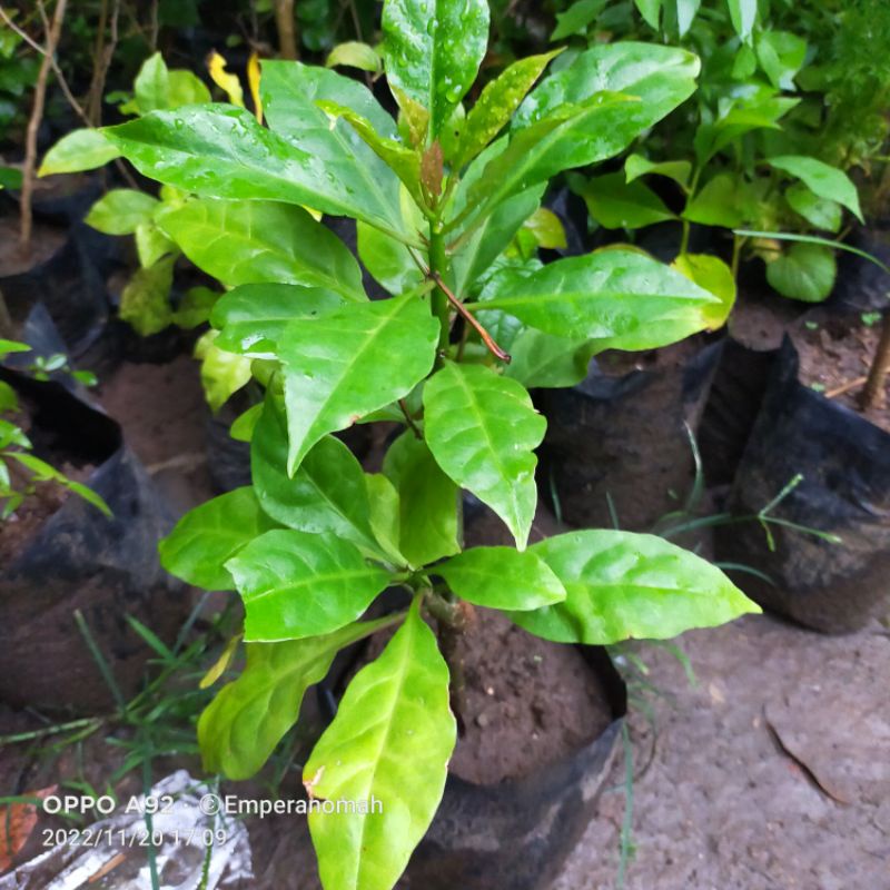 

5 Helai Daun Tujuh Duri atau Daun Tujuh Jarum Segar