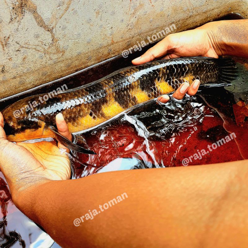 Calon Full Bunga Channa Super Red Pangkalan Bun 45 cm