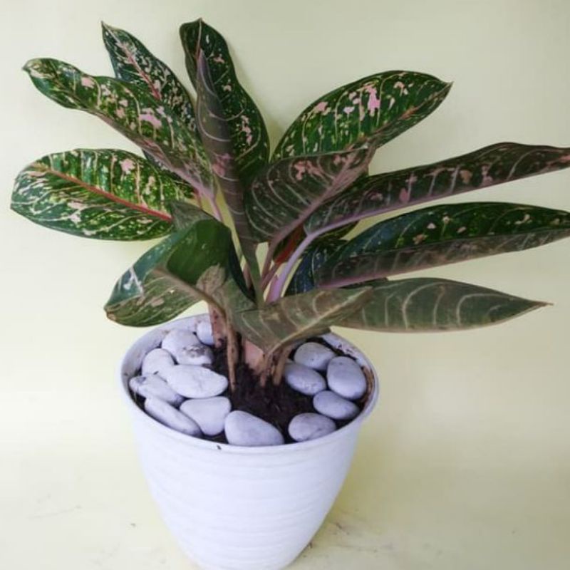 ( BISA COD ) Tanaman hias aglonema Donacarmen / tanaman aglonema Donacarmen / tanaman aglonema murah