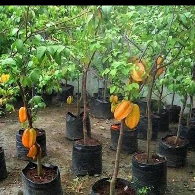 Tanaman buah belimbing madu sudah berbuah tinggi 60 cm