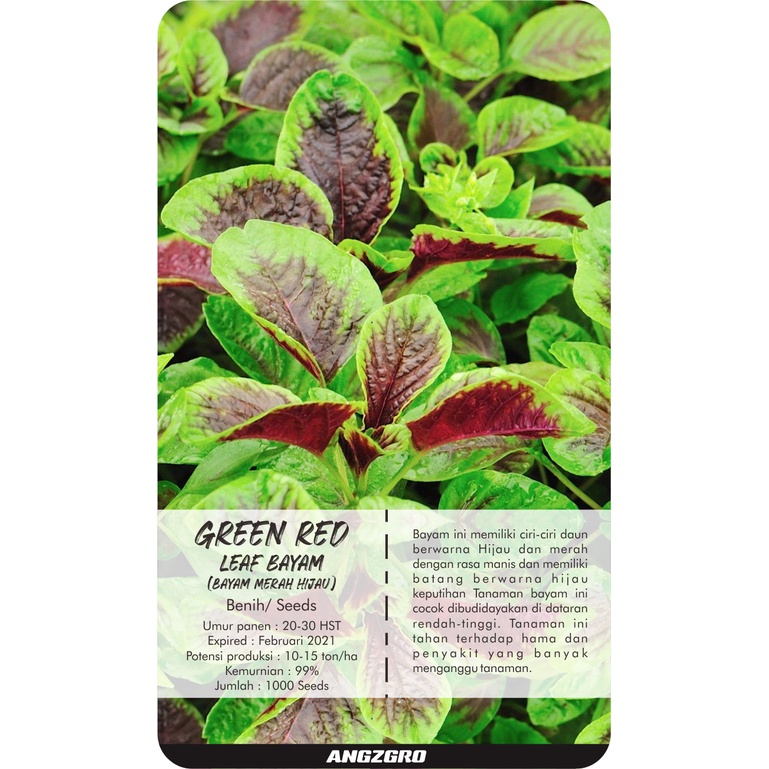 

ANGZGRO Green Red Leaf Bayam 1000 Seeds