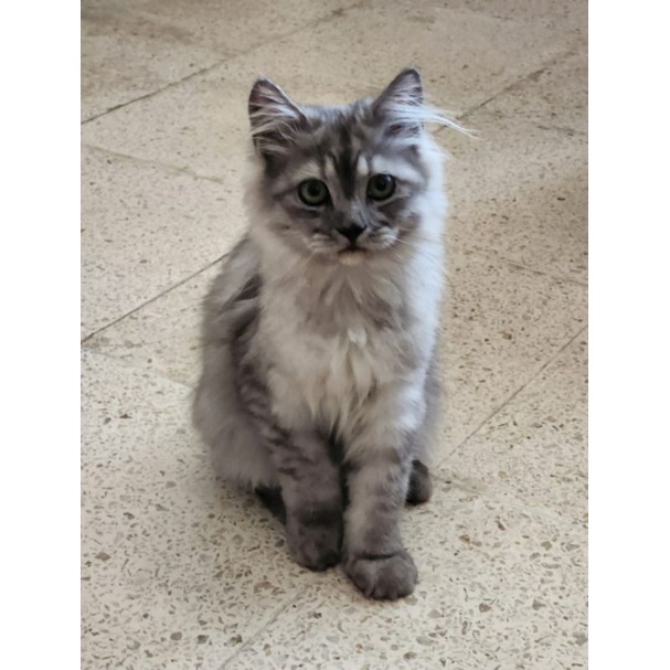 Kucing Kitten Mainecoon Mix Jantan Bersurai Usia 3,5 bulan