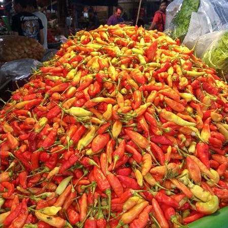 

cabe rawit merah domba 100gr