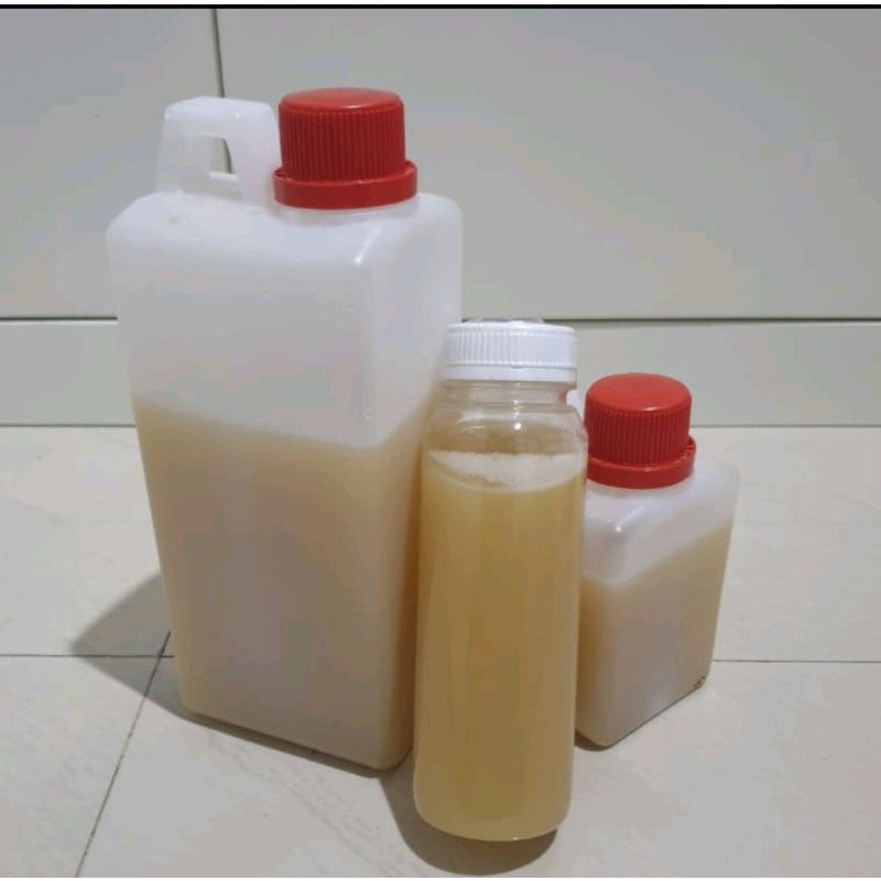 

Madu Kelanceng Putih 1kg