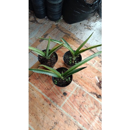 Sansivera Bagamoyensis Varigata