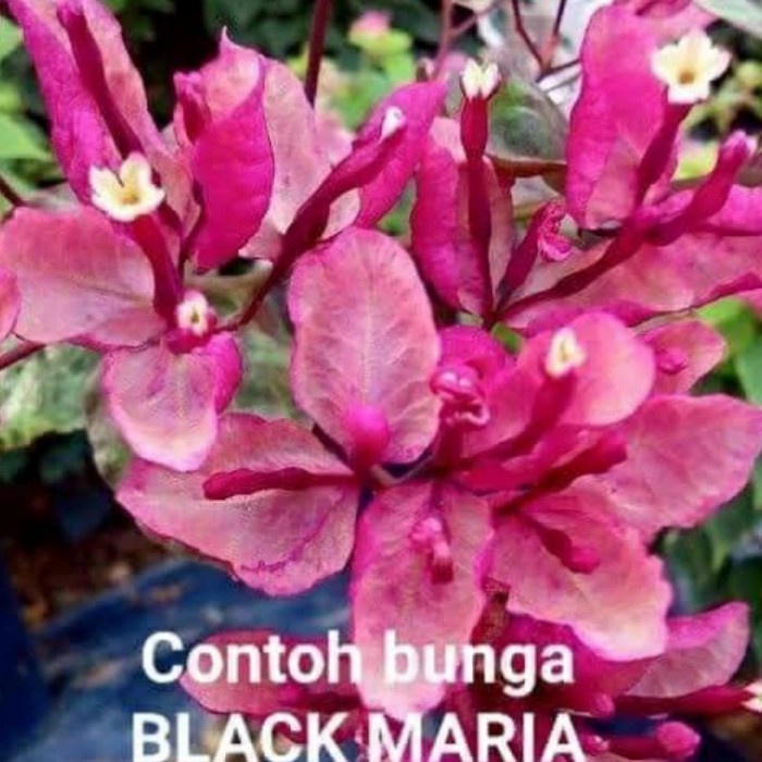 tanaman hias bunga Bougenville black maria / pohon bougenvil cantik