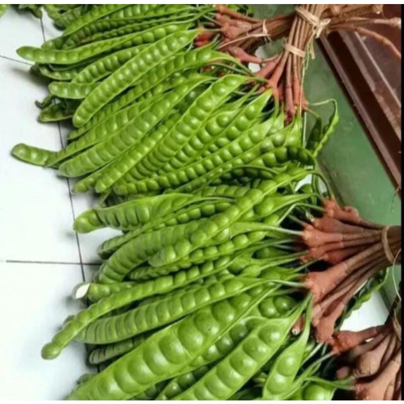 

bergaransi pete tua super tanpa ulat