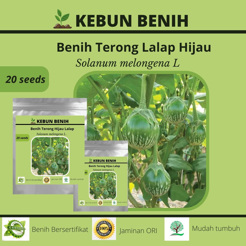 20 Benih Terong Hijau Lalap Hijau Bulat KENARI Kualitas Unggul