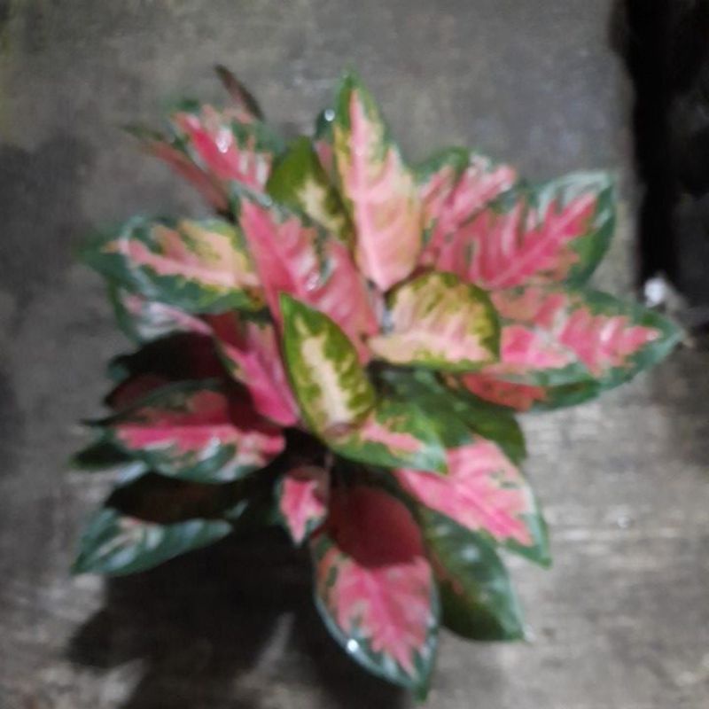 aglonema kocin rumpun