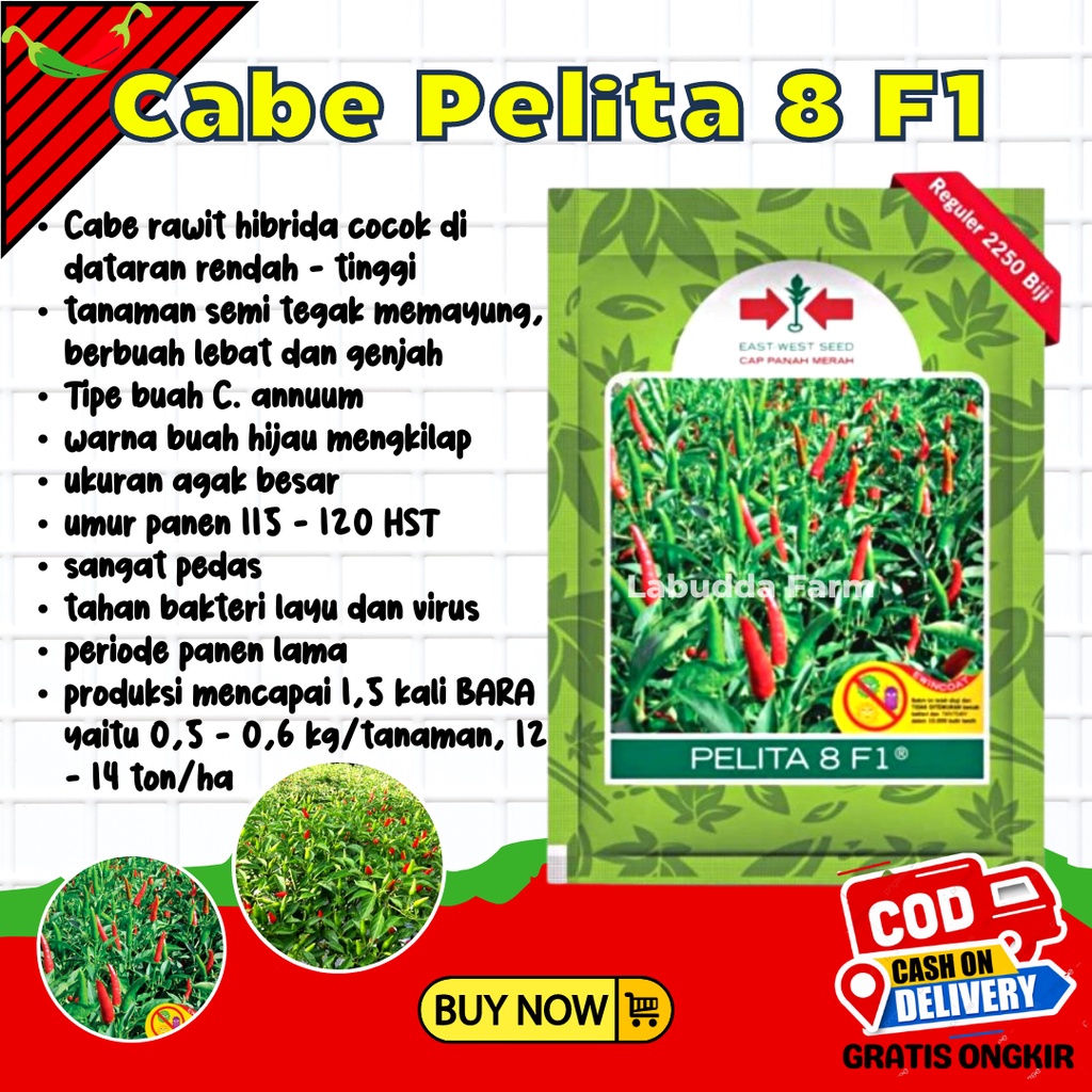 Pelita 8 F1 2250 Benih Cabe Rawit Hijau - Benih Lombok - Cabai Rawit Hijau Pelita 8 2250 Cap Panah M