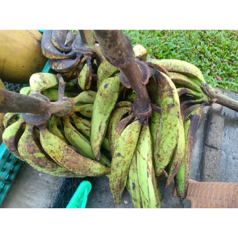 

pisang galek 1 buah 3000
