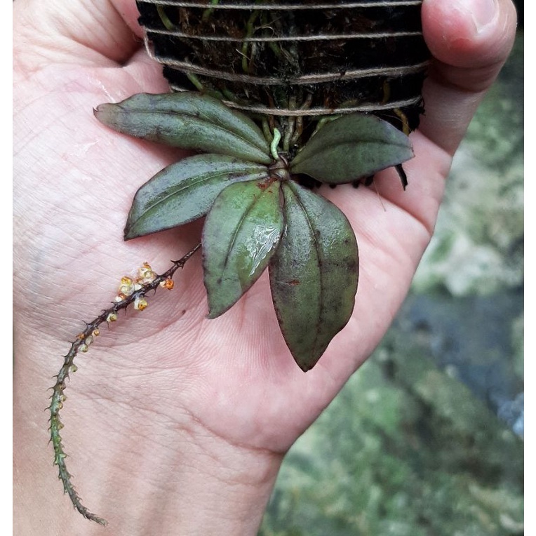Robiquetia minimiflora | Anggrek mini Paludarium
