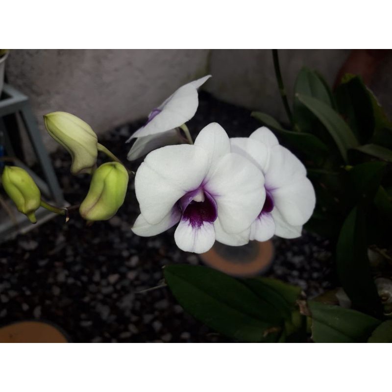 Dendrobium mini white