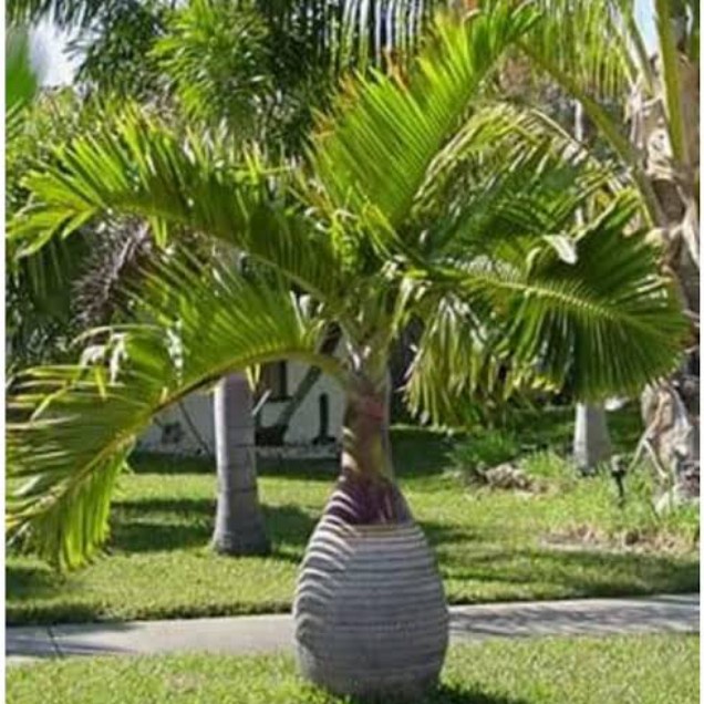 Tanaman pohon palem merah BOTOL
