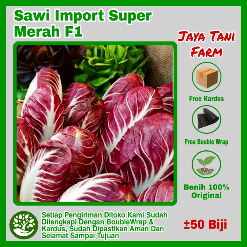 50 Biji Benih Sawi Merah / Benih Sawi Import / Bibit Sawi Ithailand / Biji Benih / Bibit Sawi / Sayu