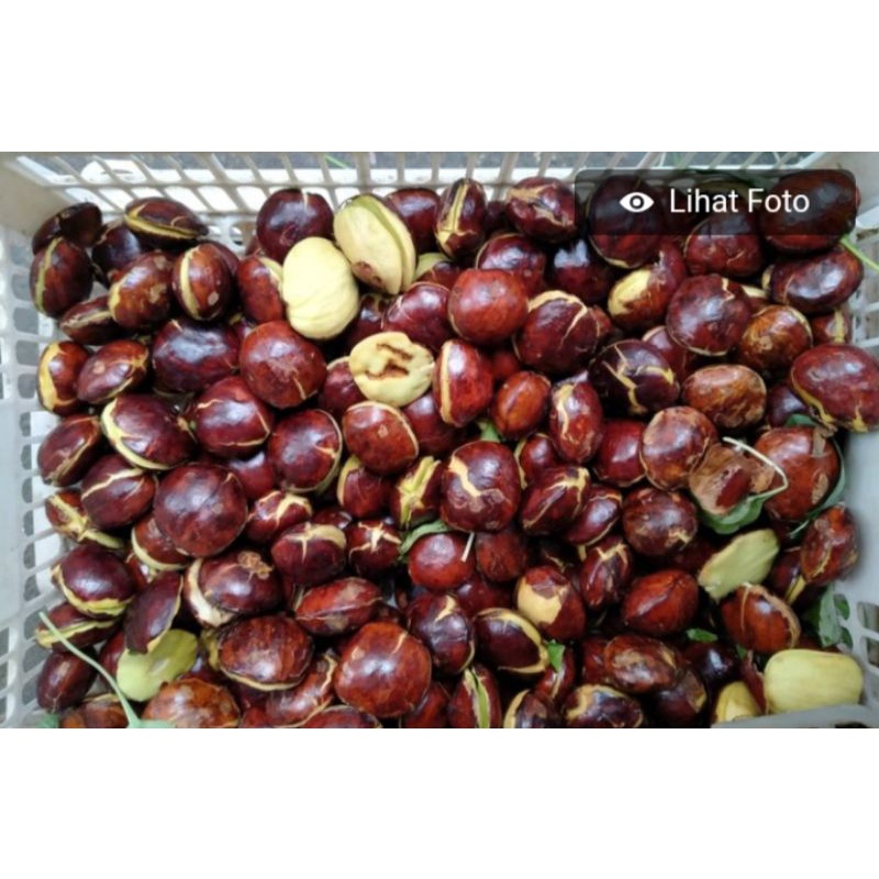 

jengkol tua