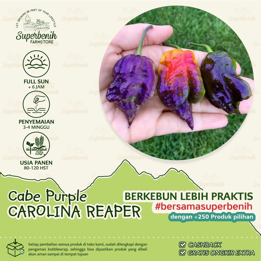 3 Biji - Benih Cabe PURPLE CAROLINA REAPER, Terpedas di dunia