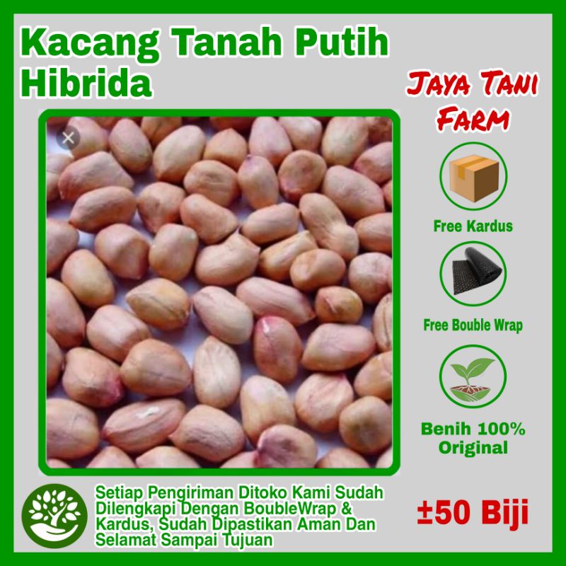 Jual 50 Biji Benih Kacang Tanah Putih Hibrida Bibit Kacang Tanah