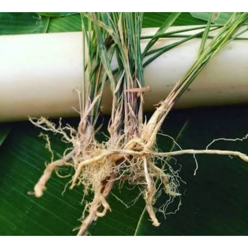 

AKAR ALANG-ALANG fress 250gram
