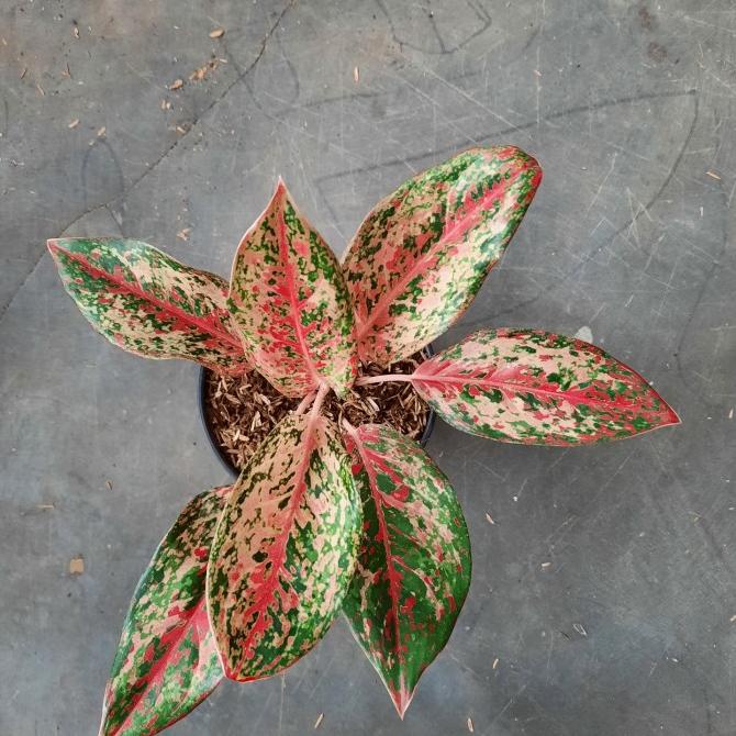 aglonema coconut delight