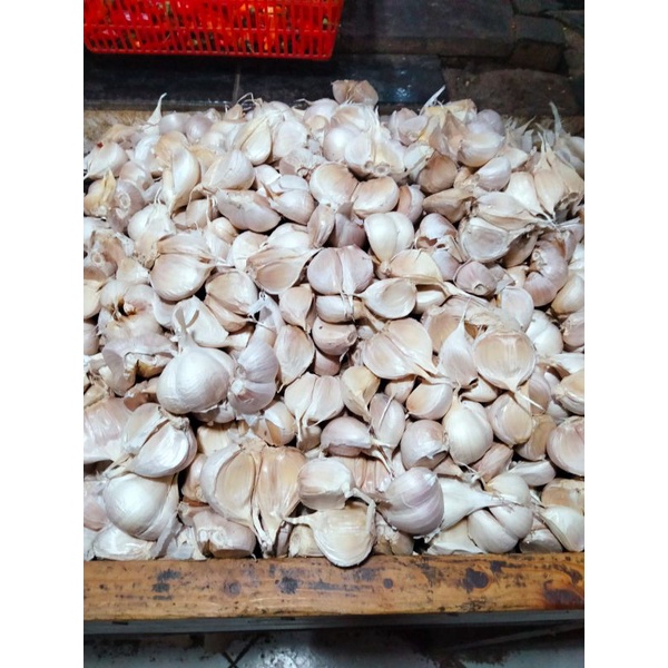 

Bawang Putih Kating