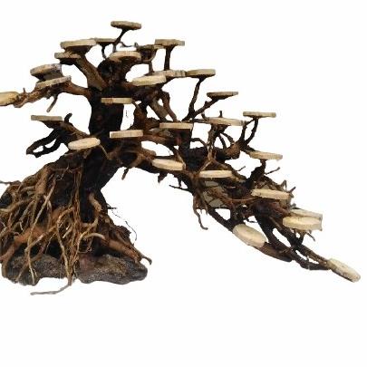 bonsai doyong aquascape aquarium