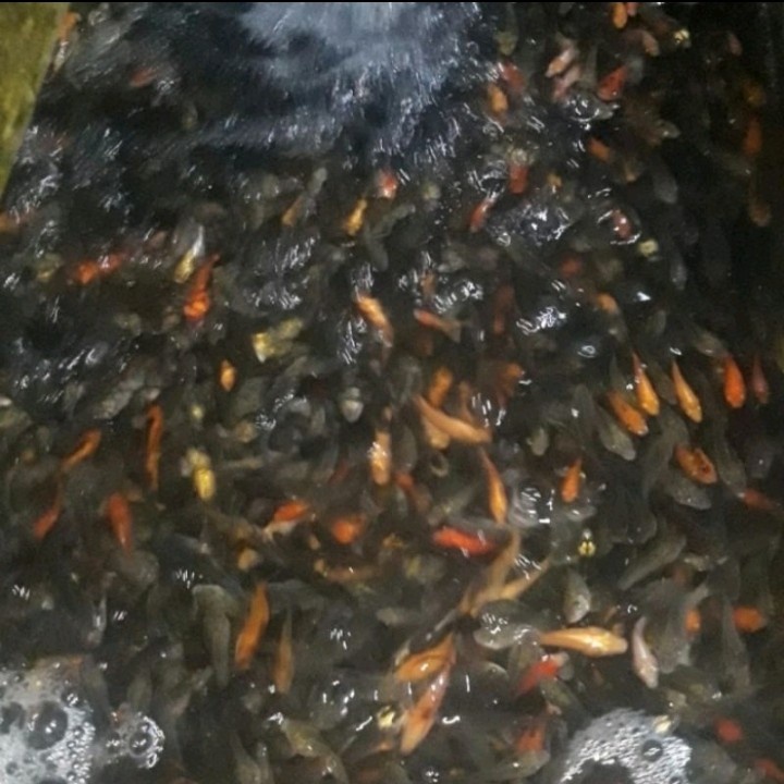 IKAN MAS PAKAN IKAN PREDATOR