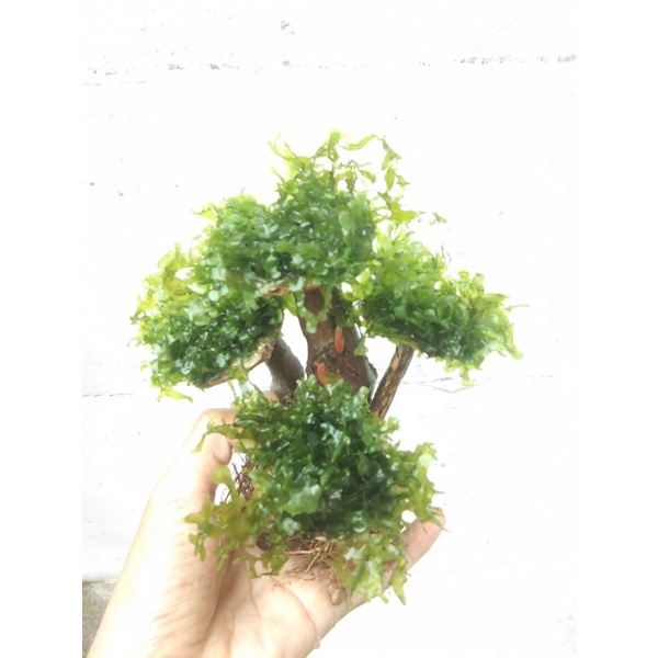 bonsai jamur+MOS pelia - aquascape keren