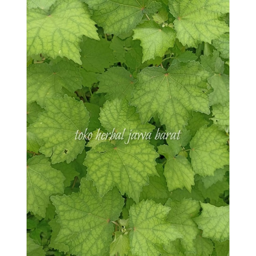 

daun pulutan segar/daun pungpulutan