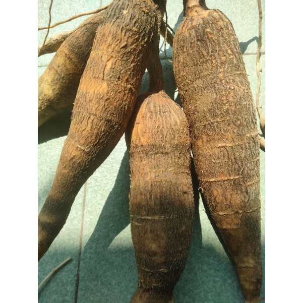 

singkong racun sapi kuru / singkong genderewo / singkong kerikil fresh 1kg