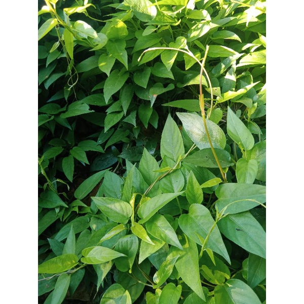 

Daun sembukan / daun kentut segar 250gr/kwalitas super