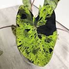 tanaman hias colocasia mojito