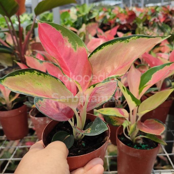 Aglonema Suksom Pelangi / Tanaman Hias Koleksi