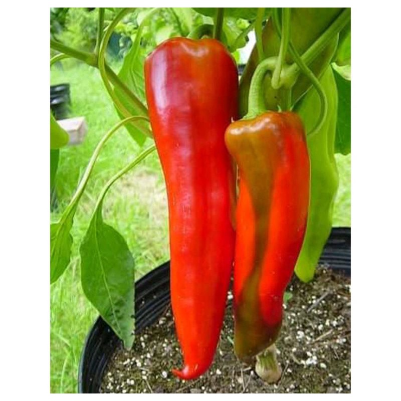 12 Biji benih bibit King Cabe Merah jumbo