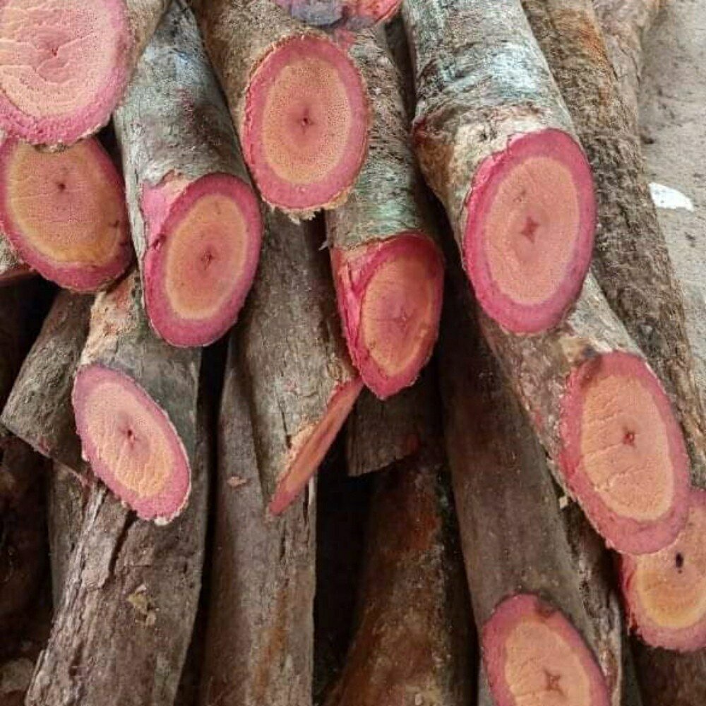 

Akar Bajakah kalalawit kering 1 kg Siap Seduh 100% Original bajakah asli Kalimantan kayu bajakah