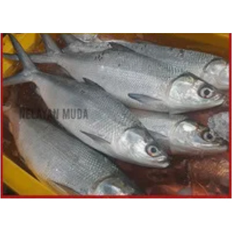 

IKAN BANDENG SEGAR surabaya