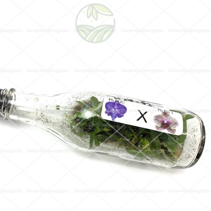 Paling Diminati BIBIT ANGGREK BULAN BOTOL  anggrek bulan botol  anggrek bulan botolan - BAKUL KEMBAN