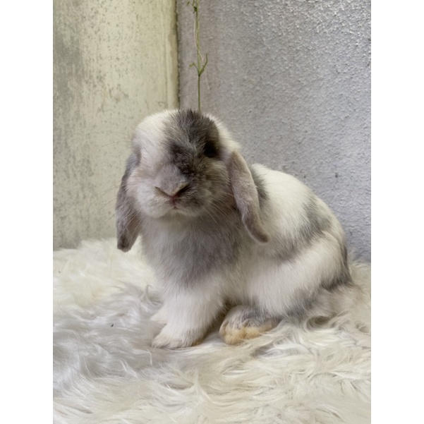 Kelinci Holland Lop Indukan Jantan Magpie Maggo