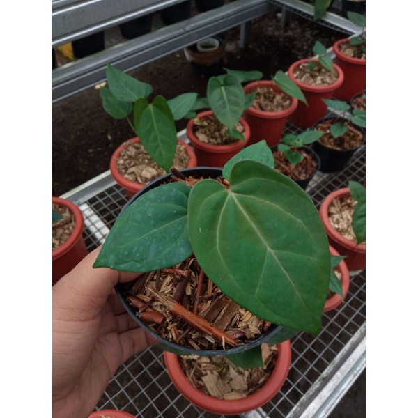 Anthurium King Of Spades