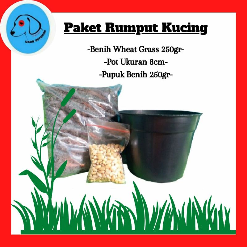 Paket Lengkap Rumput Kucing | Wheatgrass | Benih+Pot+Pupuk