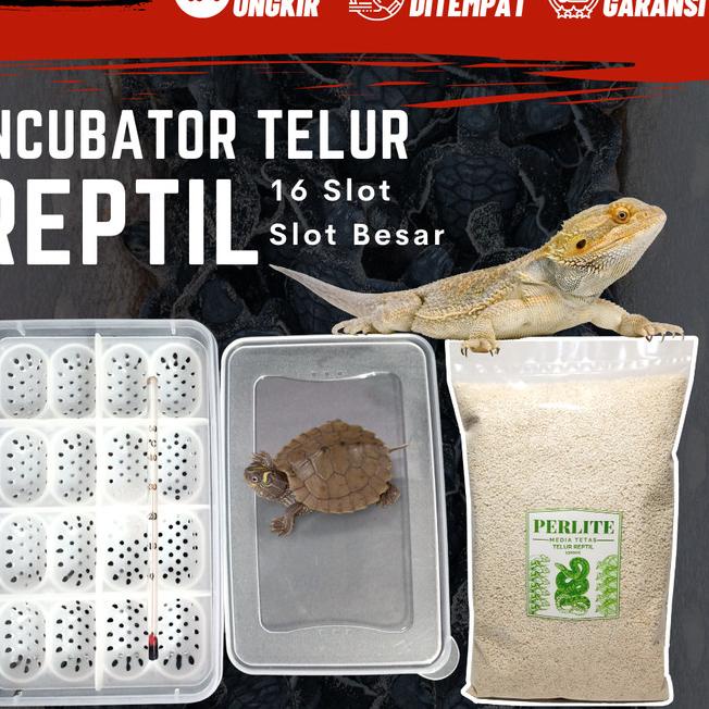 Inkubator Reptil Telur Incubator Egg Gecko Ular Kura Kadal Reptile Egg - Incubator saja