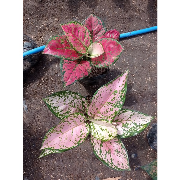 Paket aglonema Ruby dinamit / Dut anjamani