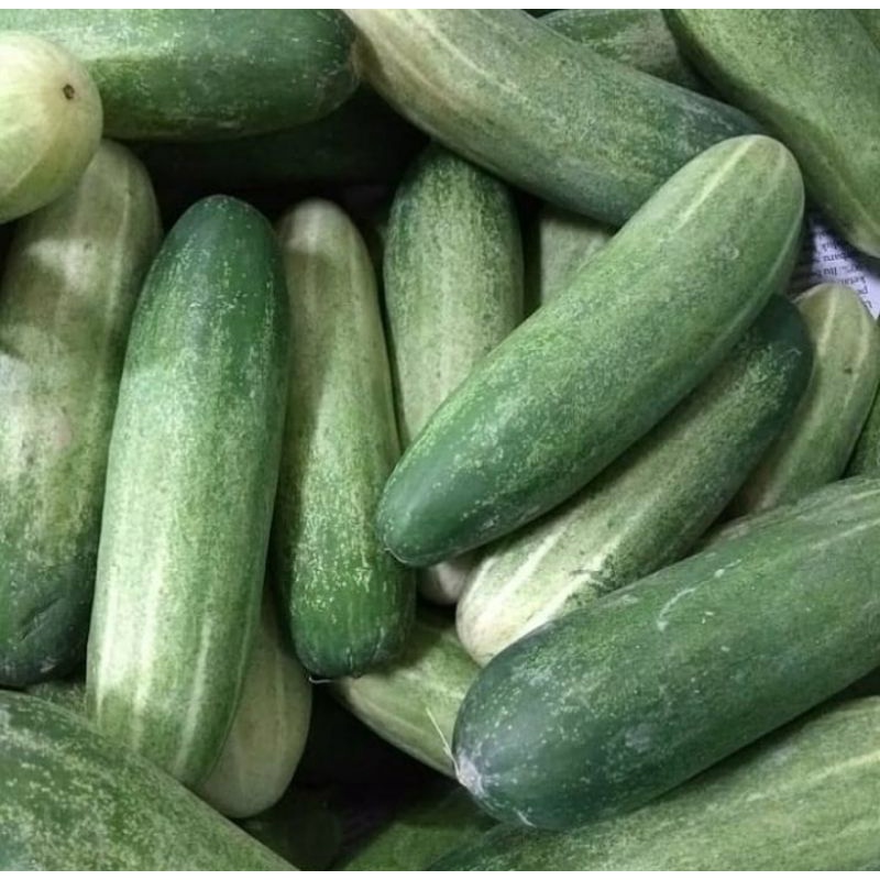 

TIMUN SAYUR / CUCUMBER 1 KG FRESH