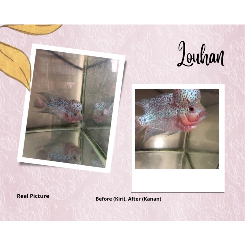 PELET IKAN LOUHAN HARVEY MERAH PEDASS HEAD BOOSTER